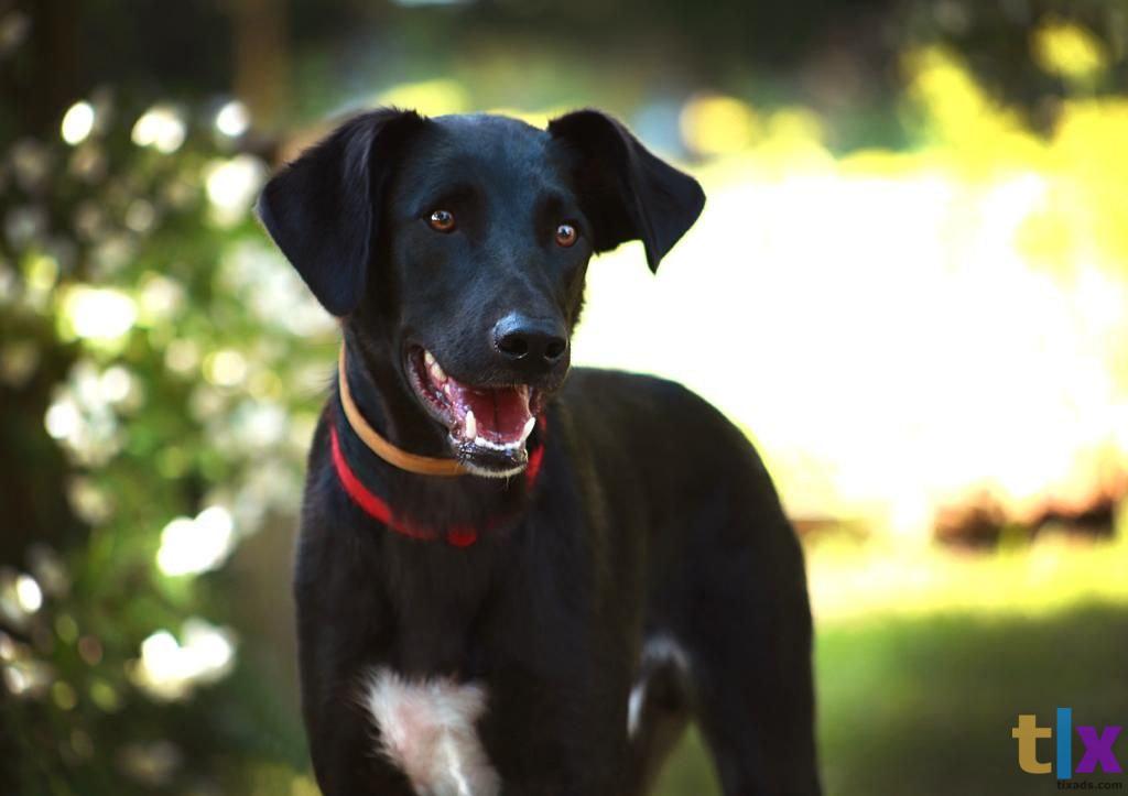 Объявление: Чаплин ищет дом! в Москве