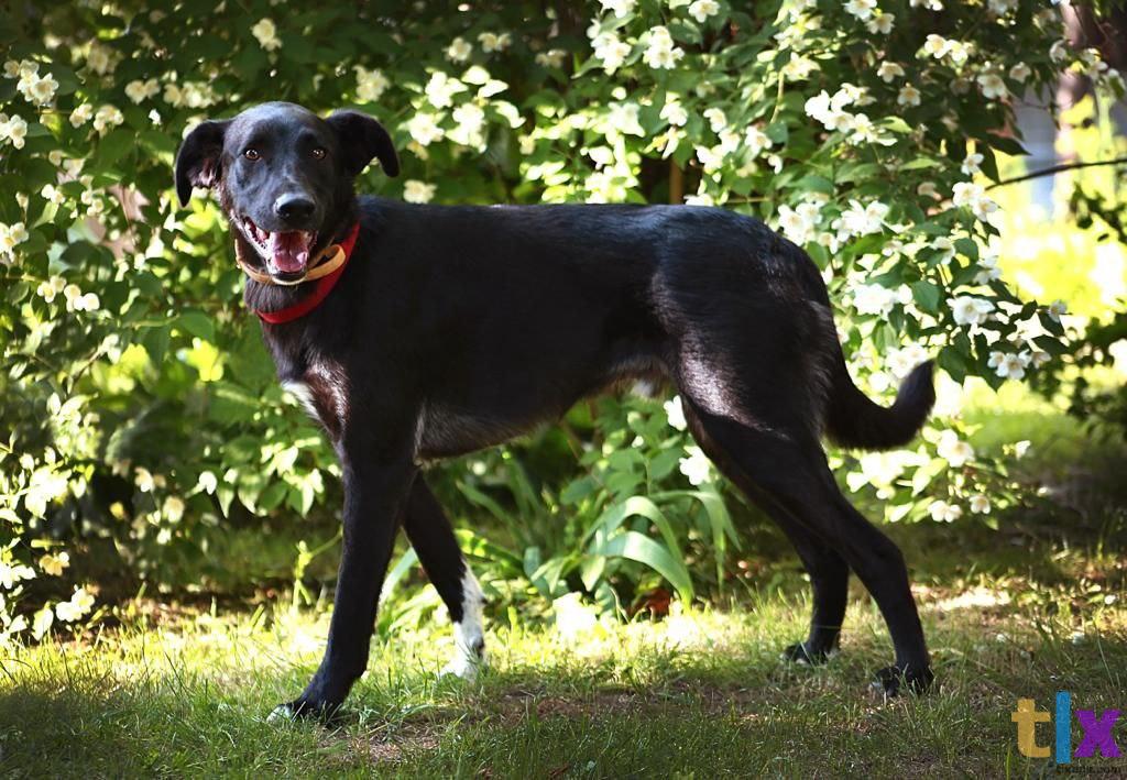 Объявление: Чаплин ищет дом! в Москве