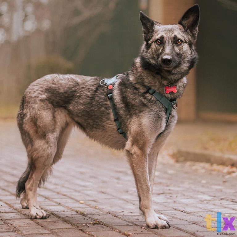 Объявление: Реми в поиске дома! в Москве