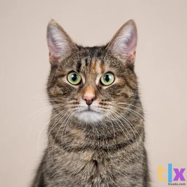 Объявление: Ватрушка в поиске дома! в Москве