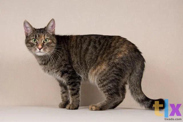 Объявление: Ватрушка в поиске дома! в Москве