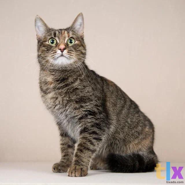 Объявление: Ватрушка в поиске дома! в Москве