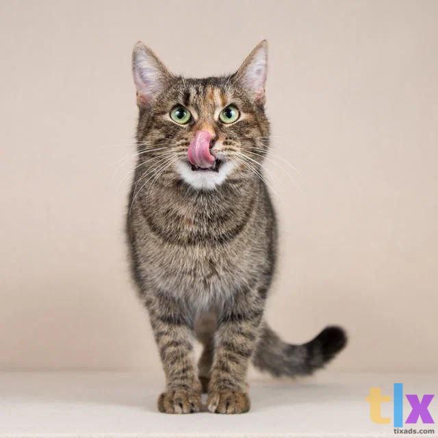 Объявление: Ватрушка в поиске дома! в Москве