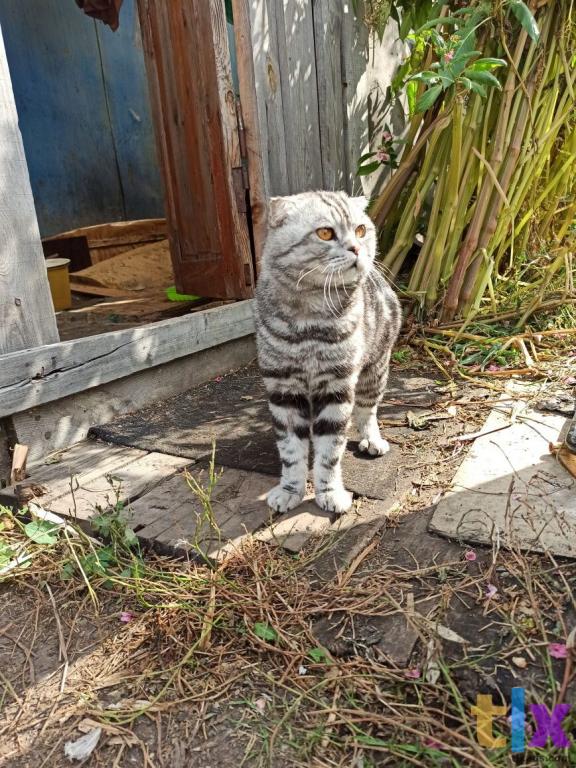 Объявление: Шотландские котята в Тюмени