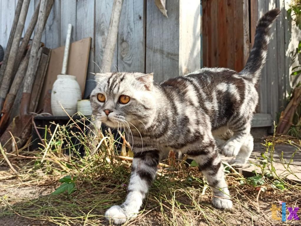 Объявление: Шотландские котята в Тюмени