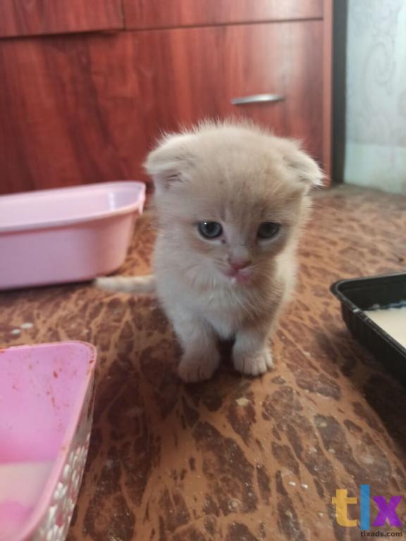 Объявление: Шотландские котята в Тюмени