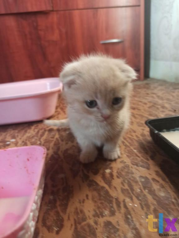 Объявление: Шотландские котята в Тюмени