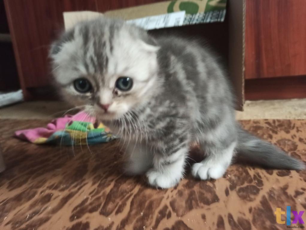 Объявление: Шотландские котята в Тюмени