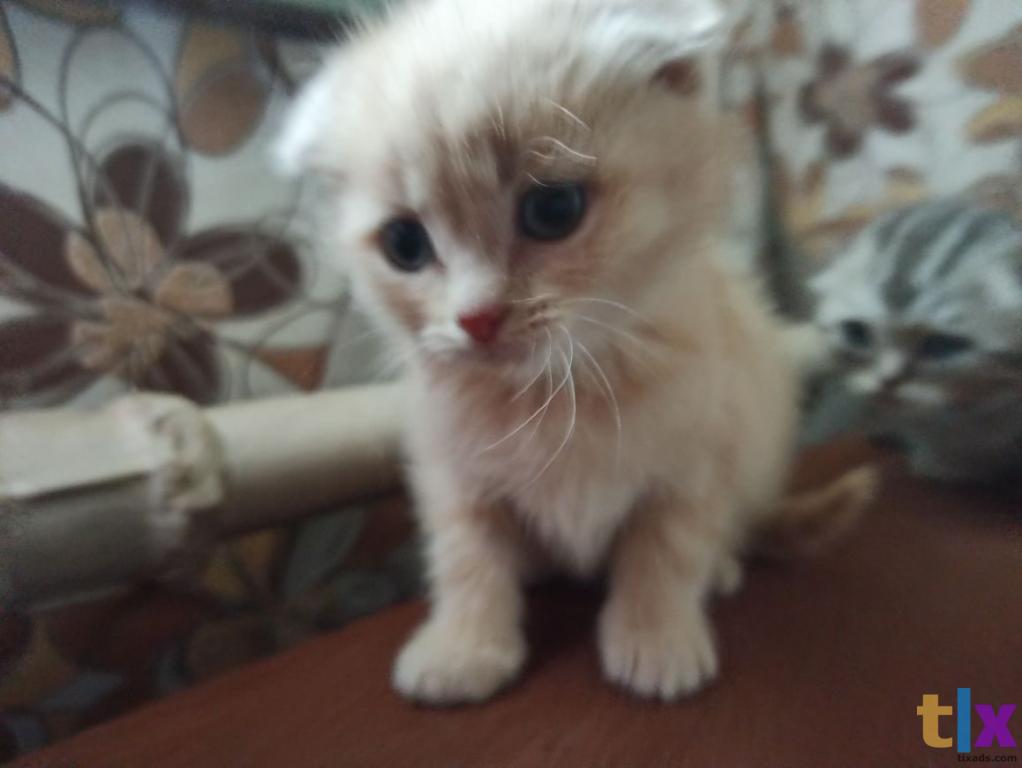 Объявление: Шотландские котята в Тюмени