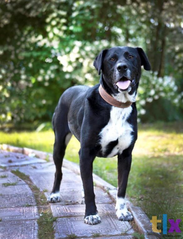 Объявление: Ляля ищет дом! в Москве