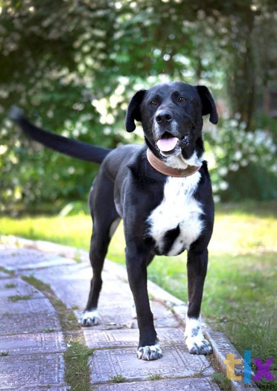 Объявление: Ляля ищет дом! в Москве