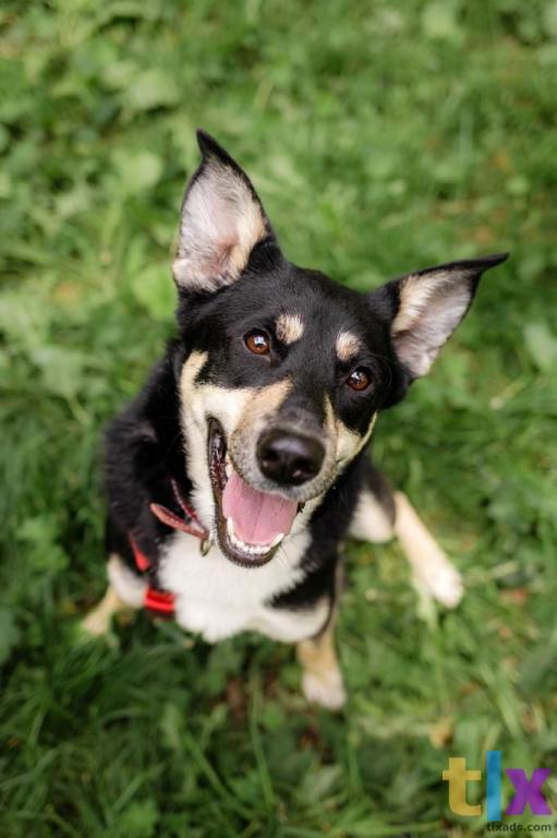 Объявление: Микка в поиске дома! в Москве