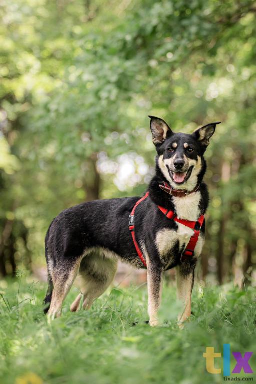 Объявление: Микка в поиске дома! в Москве