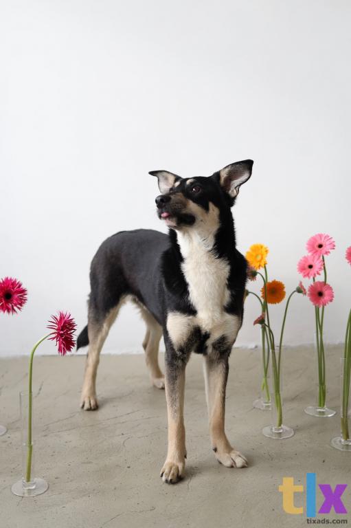 Объявление: Микка в поиске дома! в Москве