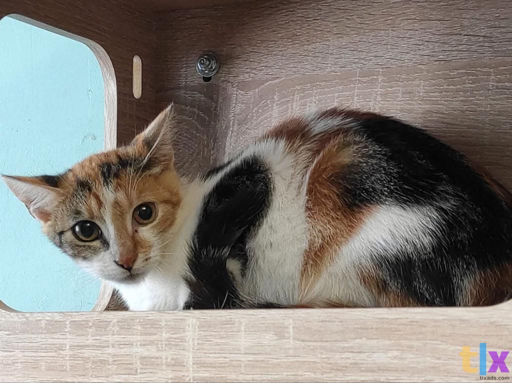 Объявление: Котята ищут дом! в Москве