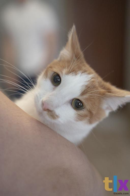 Объявление: Котята ищут дом! в Москве