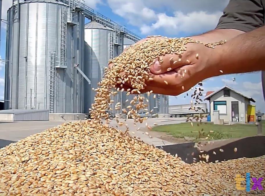 продажа овёс пщеница комбикорм рожь ячмень в Кунгуре