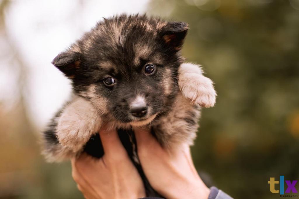 Объявление: Щенки в поиске дома! в Москве