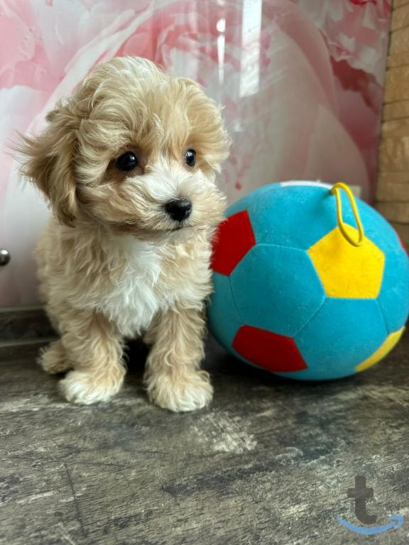 Объявление: Мальтипу от Ирлайн-дог в продаже в Ижевске