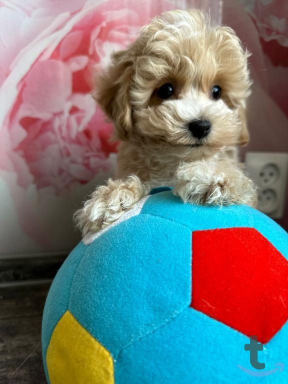 Объявление: Мальтипу от Ирлайн-дог в продаже в Ижевске