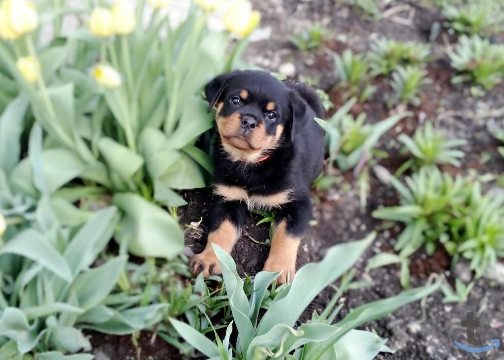 Объявление: Щенки ротвейлера в Челябинске