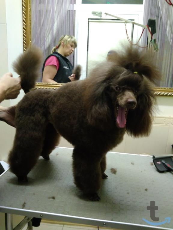 Объявление: Пудель мини коричневый для вязки в Иваново