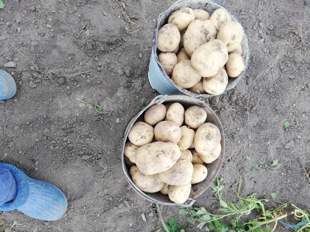 картофель ямный в Сосьве