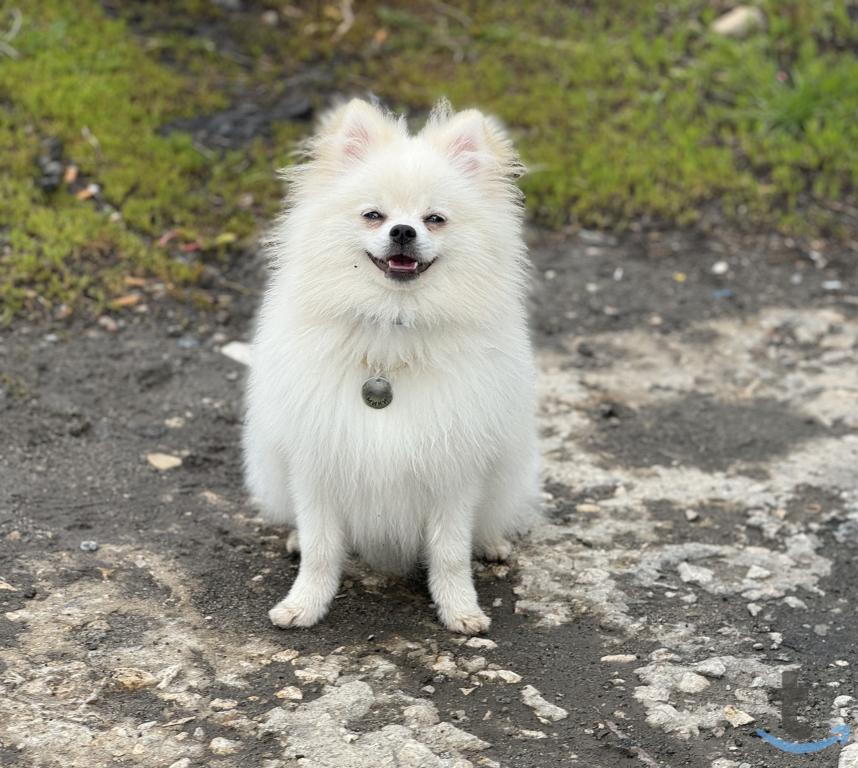 Объявление: Шпиц в Рязани