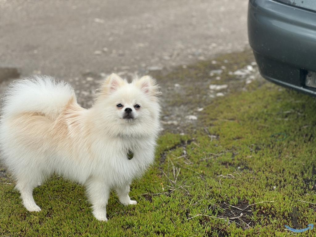 Объявление: Шпиц в Рязани