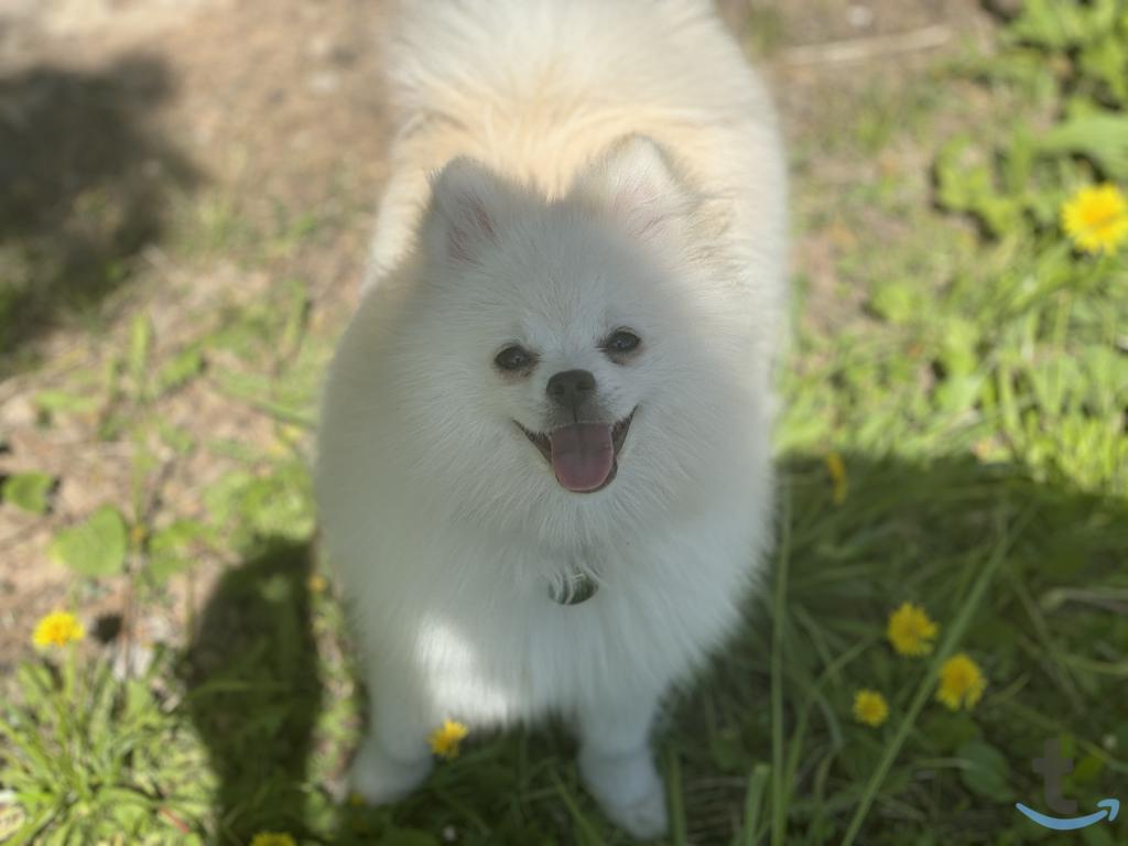 Объявление: Шпиц в Рязани