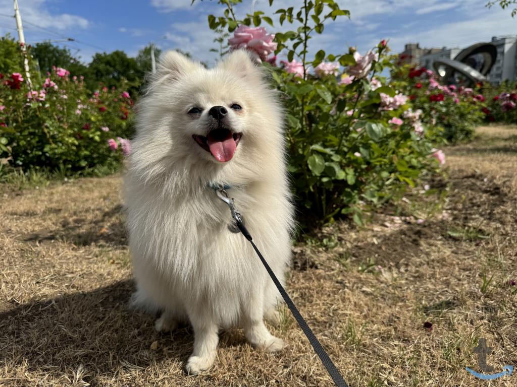 Объявление: Шпиц в Рязани