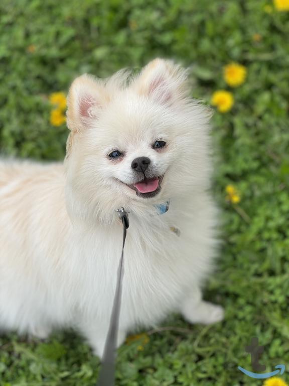 Объявление: Шпиц в Рязани