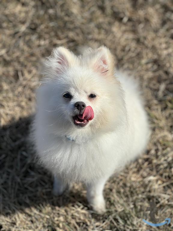 Объявление: Шпиц в Рязани