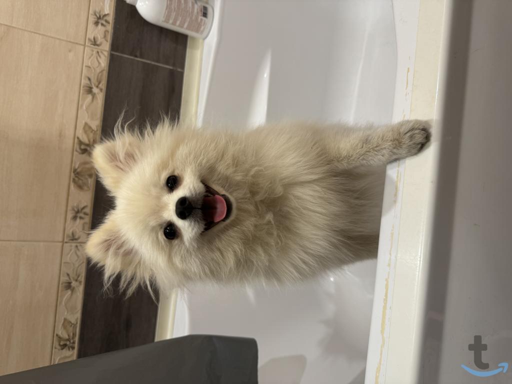 Объявление: Шпиц в Рязани