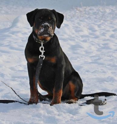 Объявление: Щенки ротвейлера в Челябинске