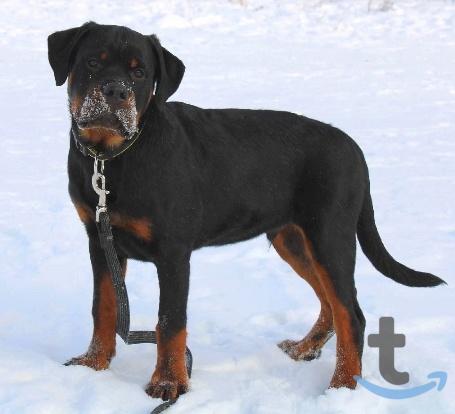 Объявление: Щенки ротвейлера в Челябинске