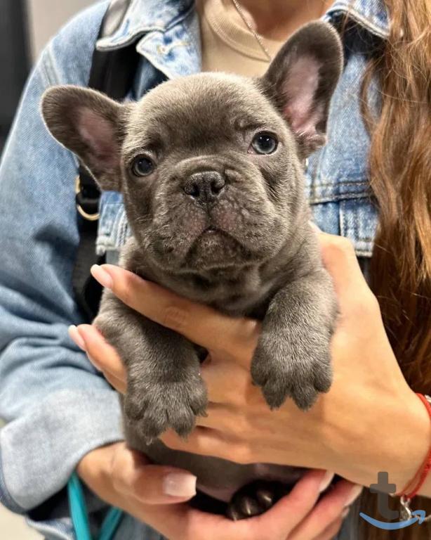 Объявление: щенки Французский бульдог в Ростове-На-Дону