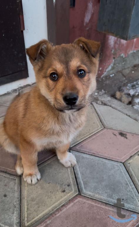 Объявление: Отдам даром: щенок мальчик в Петропавловске-Камчатском