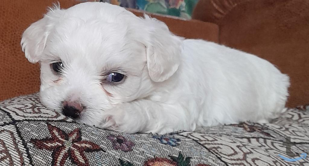 Объявление: Мальчиш - мальтишон в Симеферополе