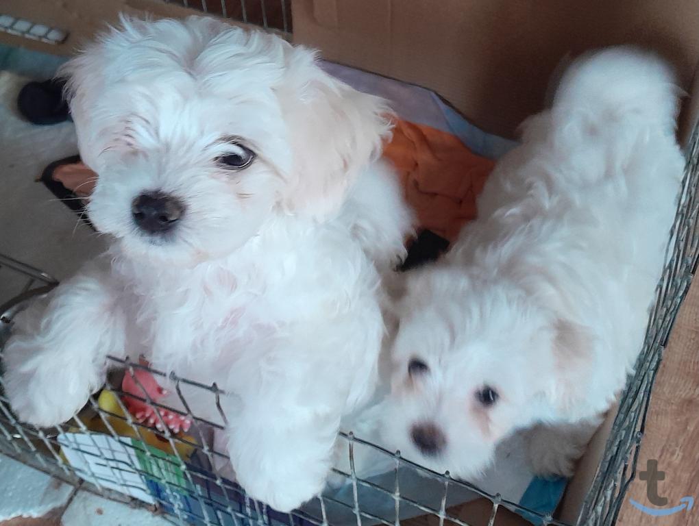 Объявление: Мальчиш - мальтишон в Симеферополе