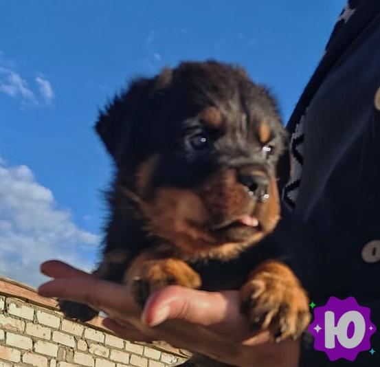 Объявление: Щенки ротвейлера в Челябинске