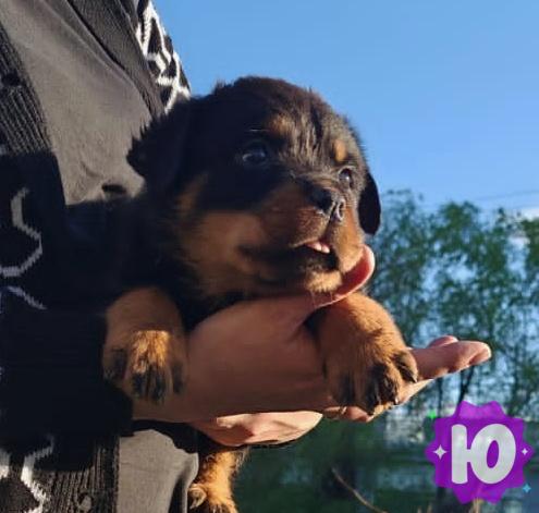 Объявление: Щенки ротвейлера в Челябинске