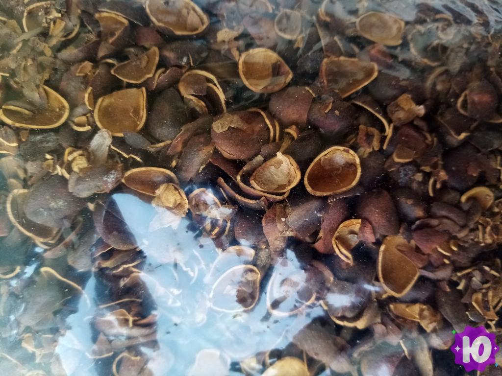 Объявление: Кедровая скорлупа в Сызрани