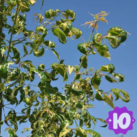 Объявление: Саженцы декоративных, плодовых и ягодных растений зкс в Анне