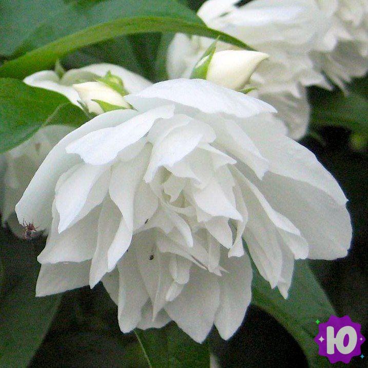 Объявление: Саженцы декоративных, плодовых и ягодных растений зкс в Анне