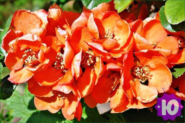 Объявление: Саженцы декоративных, плодовых и ягодных растений зкс в Анне