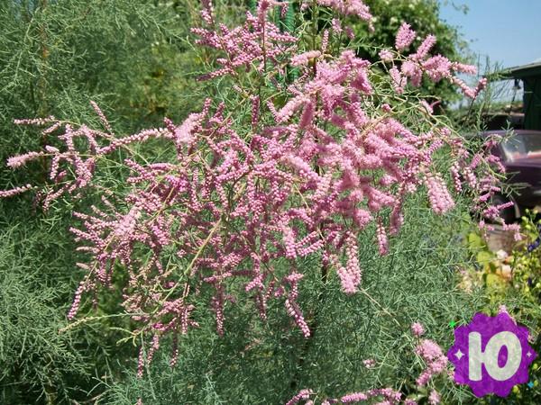 Объявление: Саженцы декоративных, плодовых и ягодных растений зкс в Анне