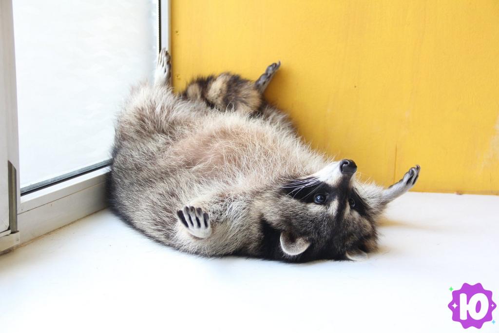 Фото зоопарка Енотовиль (Санкт-Петербург, Садовая улица, 24)