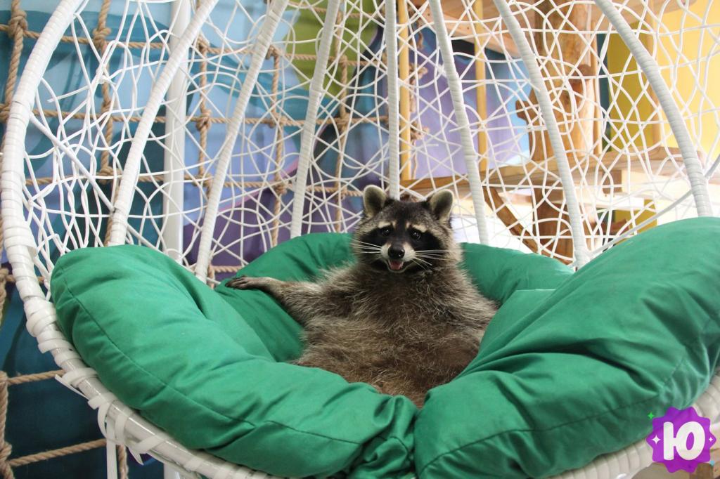 Фото зоопарка Енотовиль (Санкт-Петербург, Садовая улица, 24)