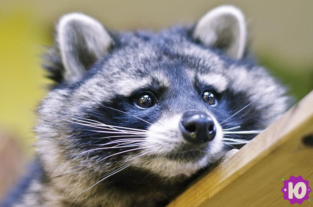 Фото зоопарка Енотовиль (Санкт-Петербург, Садовая улица, 24)